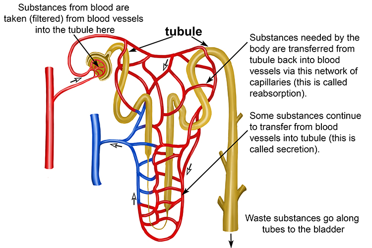 Detailed annotated diagram of the filtration structure of the nephron